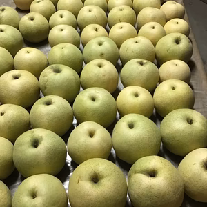 幻の梨かおりお試しサイズ