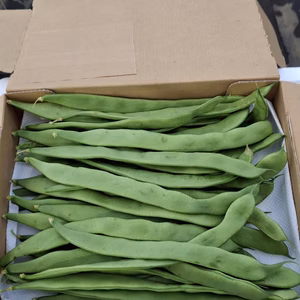 やわらかい‼「すじなしインゲン」