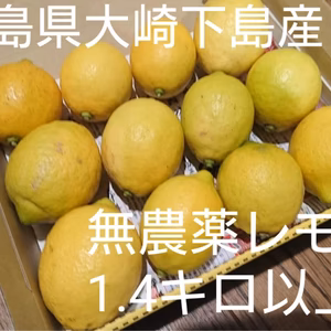 4/11発送予定【農薬等不使用】酸っぱいだけじゃない！甘味も感じるレモン1.4k