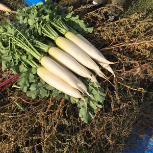 大根のとりこスペシャル（クール便）