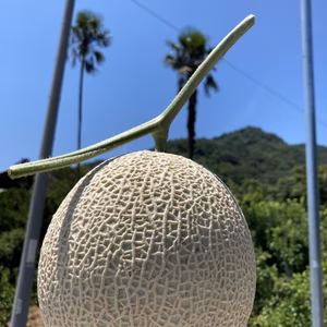 夏にパクッと‼︎甘くて美味しいメロン‼︎