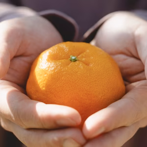 【甘味と酸味のバランスが絶妙】ポンカン 愛媛県産 家庭用 ぽんかん