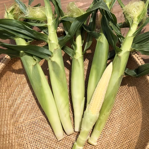 【希少】淡路島産ホワイトコーンのヤングコーン（15本セット）