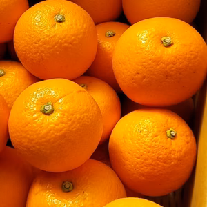 ハッピーおじさんの由良みかん～木成りはっさく～(=^ェ^=)