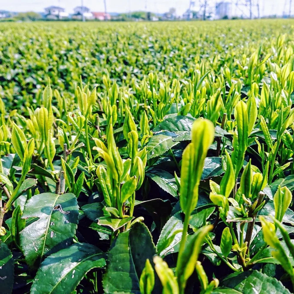 狭山茶《上煎茶》100g - 味わい深く上品な飲み口 -
