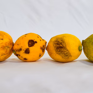 ［加工用］低農薬レモン！皮まで安心してご使用いただけます（大小混合）