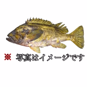 【知床羅臼直送】アオゾイ(クロメヌケ)神経締め オマケ付き