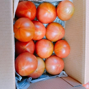 大玉トマト みそら 4kg 