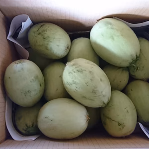 お待たせしました。地元で大人気❣️摘果メロン(子メロン)3月発送