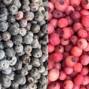 【ピンクミックス】冷凍ブルーベリー3kg（250g×12袋）【レア品種入り】