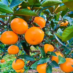 人気品種！コクのある甘さ♪島育ち「石地みかん」