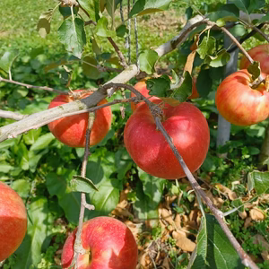 完熟「ジョナゴールド」5キロ【予約受付中】
