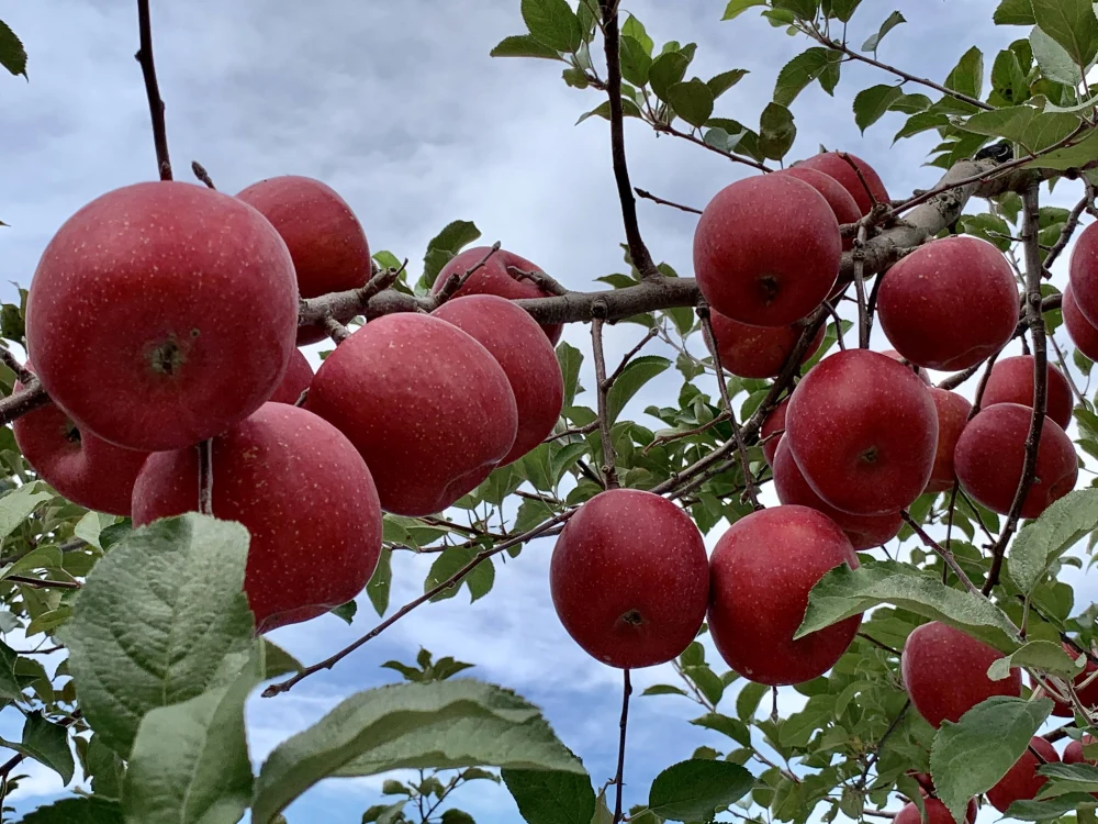 ～青森産地直送～　お値打ち品！『蜜入り完熟サンふじ』【贈答向け】