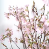 啓翁桜　約50cm10本