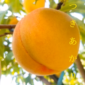 山形の豊かな自然で、園主が愛情を注ぎ込んだ桃『つきあかり』