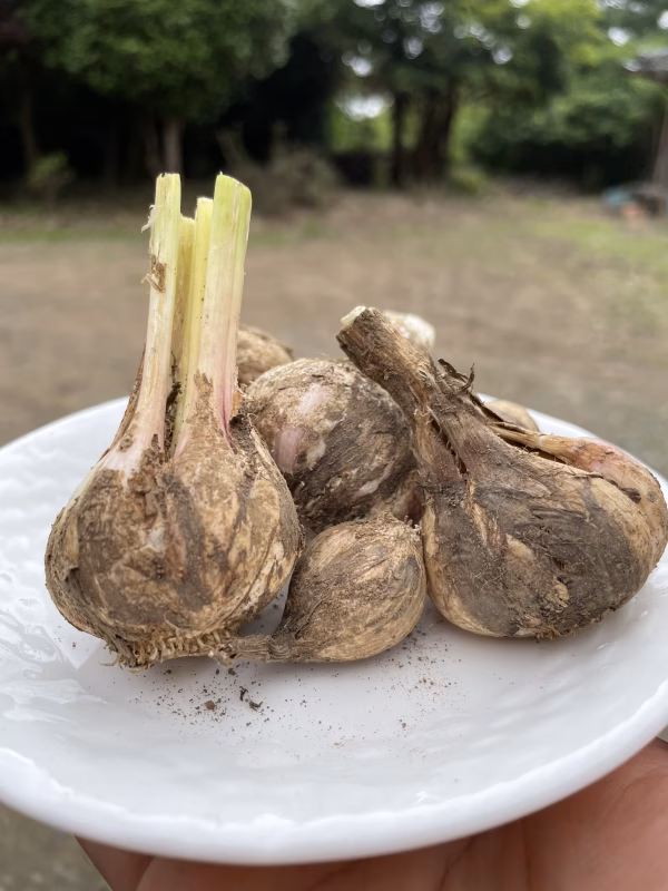 【小ぶり】スペイン紫ニンニク "アホモラード" 土付き