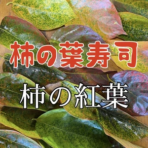 柿の葉寿司用 紅葉 柿の葉 ※送料無料※橋本市ふるさと便