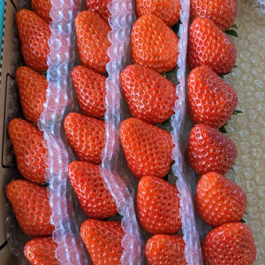 神奈川県産 完熟紅ほっぺ 750g 約2.5パック分！