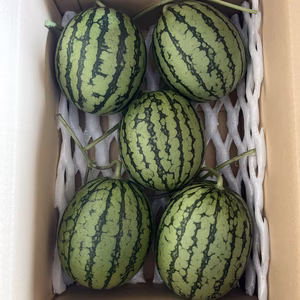 早いもん勝ち!  小玉すいか1.5㌔以下5玉入