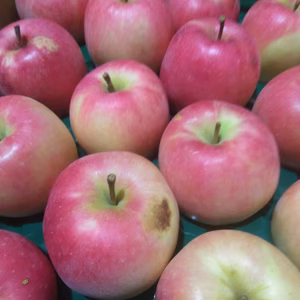 大訳ありむつ5キロ