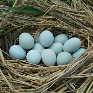 【6個×1パック】オメガ３が普通の卵の４倍！幸せの青い卵、下田ブルー