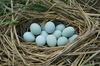【6個×4パック】オメガ３が普通の卵の４倍！幸せの青い卵、下田ブルー