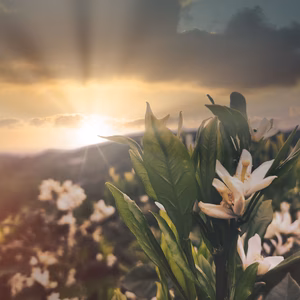 1年以上木でおいしくさせました　河内晩柑