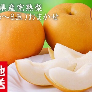 福島の梨！もぎたて完熟梨9月お届け　2ｋｇ～　 幸水・豊水・南水