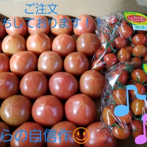 深層水トマトとミニトマトのアイコ詰め合わせ！！約三キロ！是非食べてみてぇ~!!