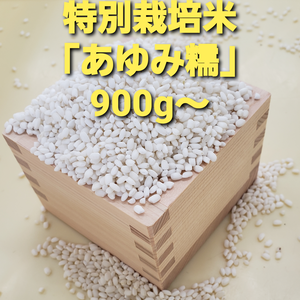 特別栽培米「あゆみ糯」精米