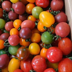 【祝】ポケマル9周年福袋 美農然トマトセット