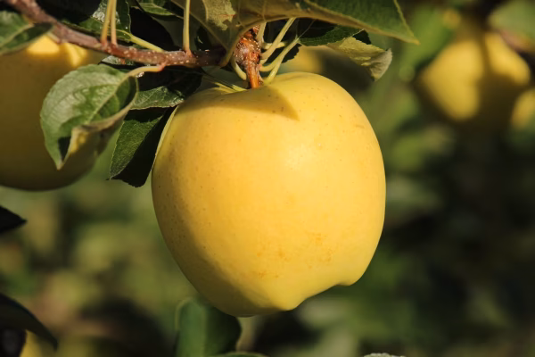 【パリッとシャワシャワ食感】シナノゴールド贈答用3kg