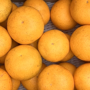 広島県産【無農薬・家庭用】八朔・小サイズ(5kg/箱)