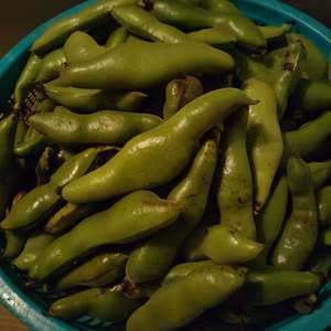 ☆規格外品☆ そら豆2kg　御注文を受けてからすぐ収穫・出荷します。