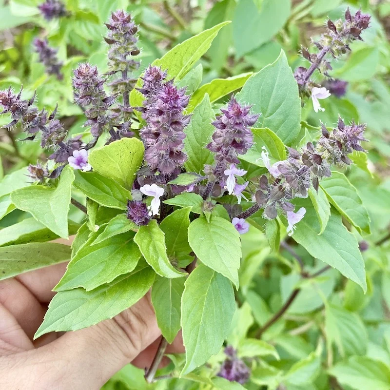 香月茶　美（Beauty)