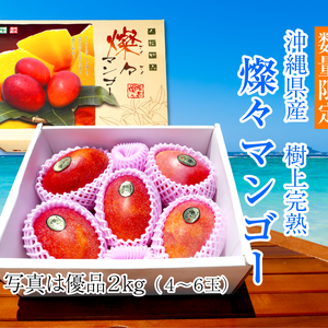 【夏ギフト】樹上完熟　燦々マンゴー（沖縄県産）優品　＜７月〜８月上旬発送＞