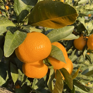 和歌山県下津産　採れたてフレッシュ温州みかん