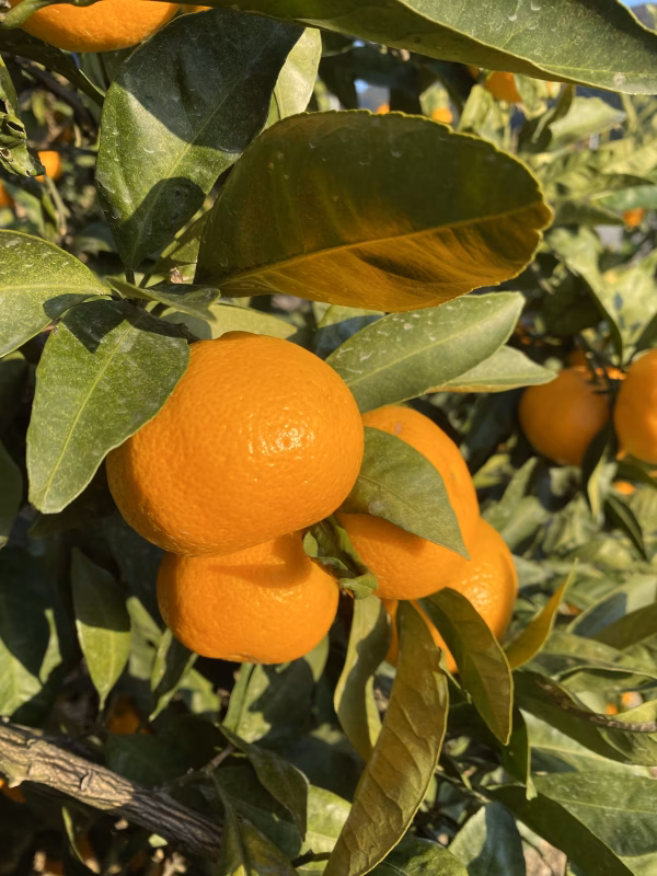 和歌山県下津産　採れたてフレッシュ温州みかん