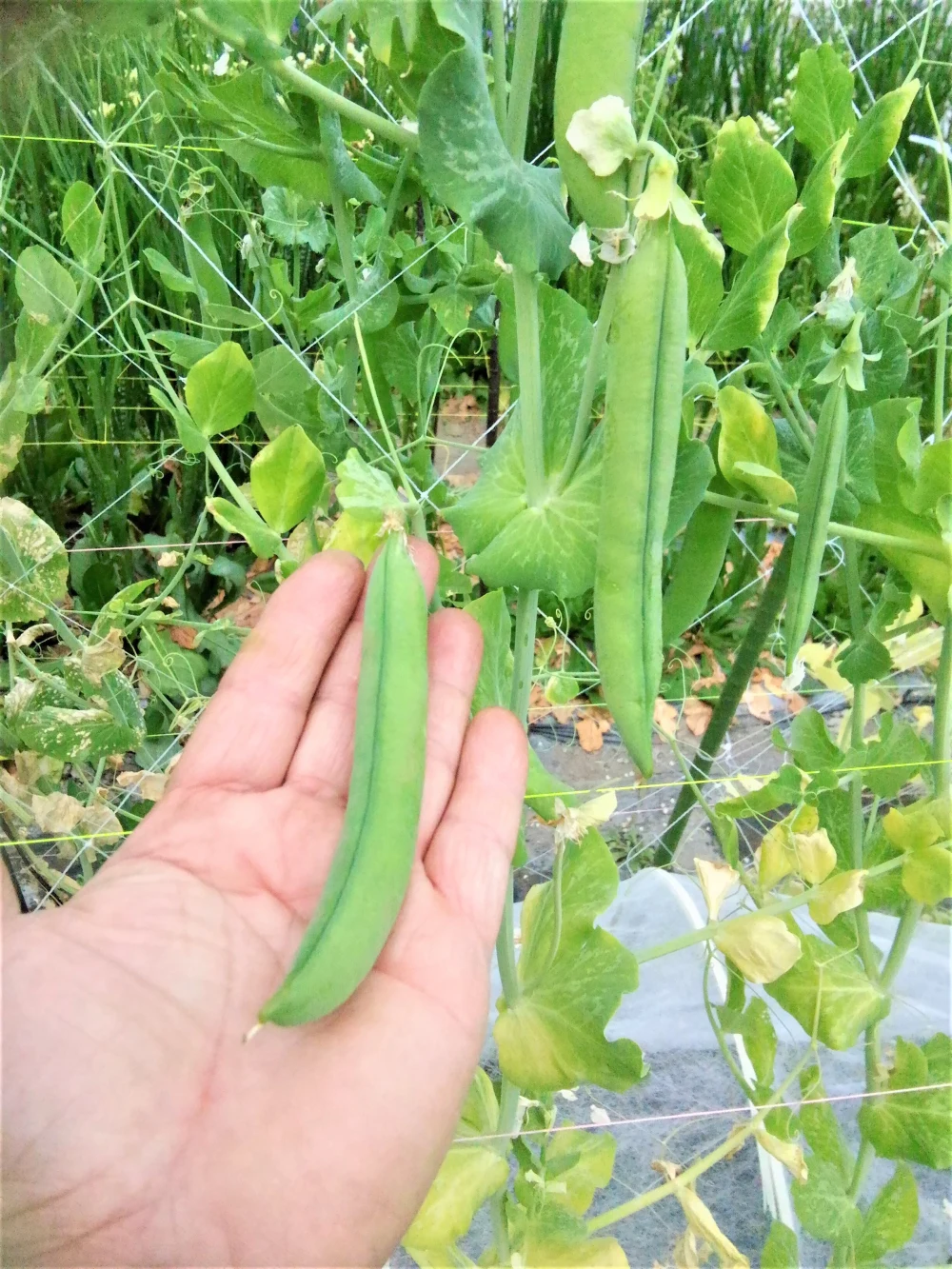 デカッ！( ﾟДﾟ)！莢長最大15㎝のメロン並に甘いグリンピース！