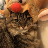 ポケマルとしちゃん