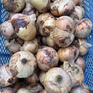 淡路島訳あり新玉ねぎ