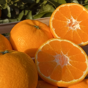 【希少価値の高い】★はれひめ★甘い！