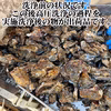 【自宅で漁師体験！】水揚げそのまま無選別牡蠣～海のお宝さがしセット～生牡蠣