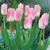 【長持ち生花！】一重咲きピンクのチューリップ！春を一足早くお届け！【新潟五泉産】