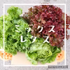 ミックスレタス　3種類入り