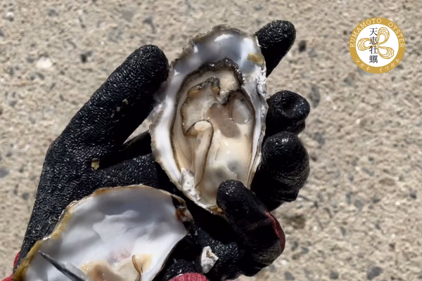 「クマモトオイスター」&「真牡蛎」セット【天恵牡蠣】（生食用）