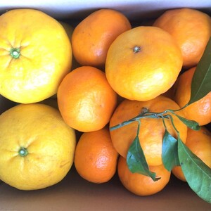 5月のビタミンセット！サッパリ甘夏＆濃厚ジューシーカラマンダリン【熱海・湯河原】