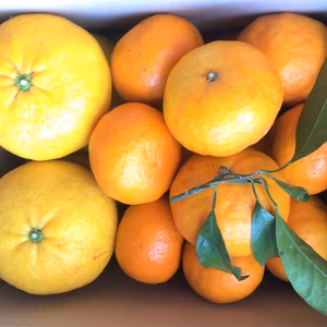 5月ビタミンセット！サッパリ甘夏＆濃厚ジューシーカラマンダリン【熱海・湯河原】