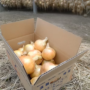 淡路島 玉ねぎ 約5kg（ M〜2Lサイズ）