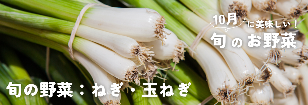 10月に旬の秋野菜　ねぎ・玉ねぎ